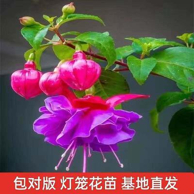 倒挂金钟苗灯笼花花苗盆栽吊钟海棠阳台花卉室内花卉植物四季开花
