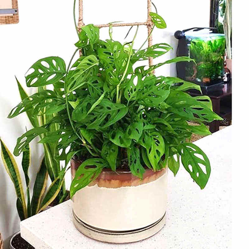 仙洞龟背竹盆栽爬藤植物室内好养四季观叶垂吊绿植适合懒人养的花