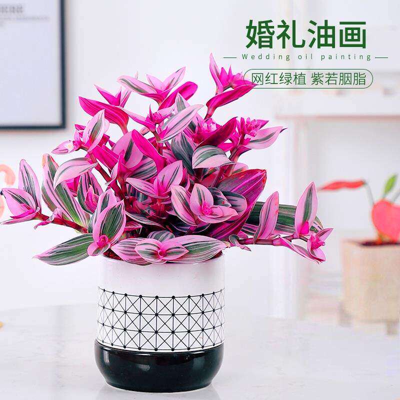 油画婚礼吊兰大棵多肉锦花卉室内阳台绿植盆栽水培油画吊兰植物
