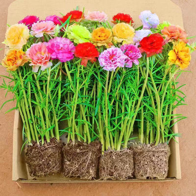 太阳花苗重瓣大花带花苞带根带土四季开花阳台庭院好养盆栽宿根苗