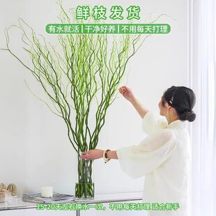 龙柳鲜枝富贵竹客厅水培植物花卉室内盆栽好养活旺宅绿植干支雪柳