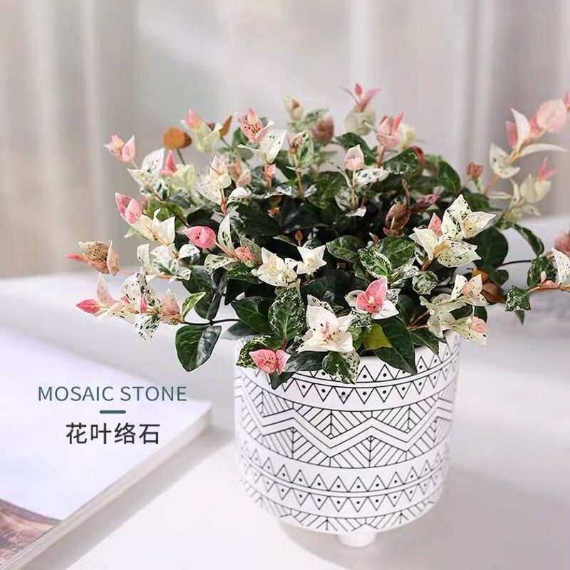 黄金络石盆栽花叶络石吊兰室内观叶植物阳台爬藤垂吊绿植四季好养