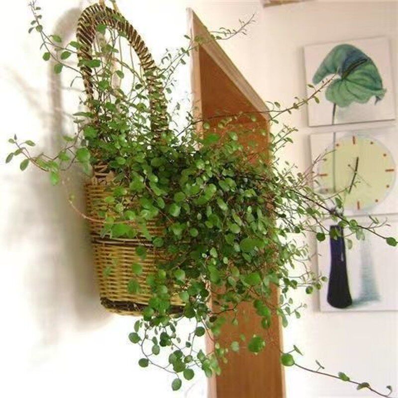 千叶吊兰盆栽观叶植物多年生垂吊餐桌摆件绿植四季常青大盆好养苗