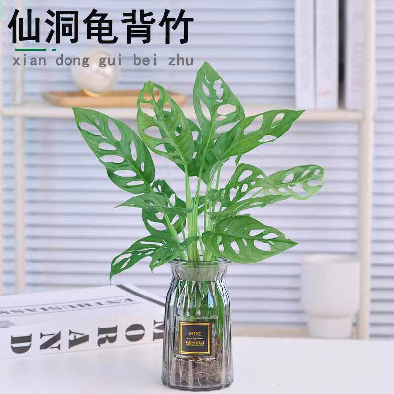 米歇尔仙洞龟背竹爬藤植物室内外好养活观叶垂吊绿植摆件垂藤耐阴