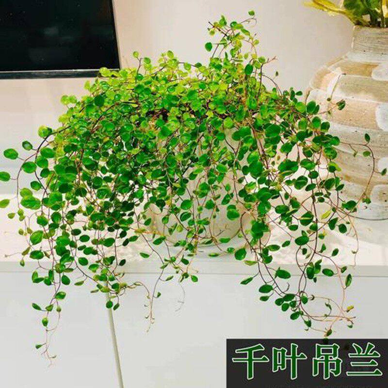 千叶吊兰盆栽新鲜长花草摆盘装饰垂吊烘焙绿植金边可食用烘焙蛋糕