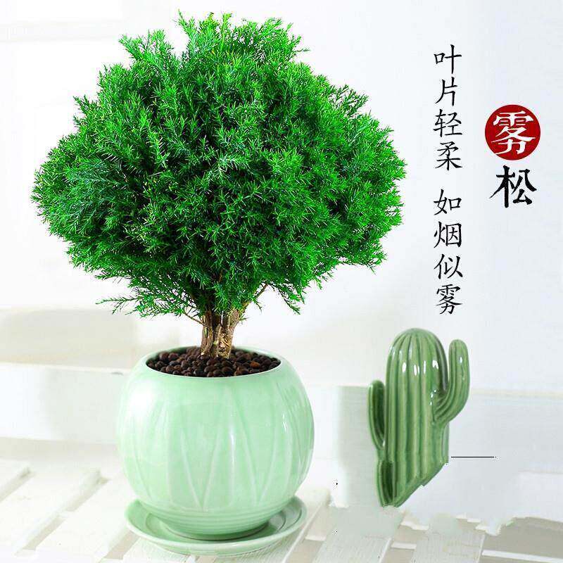 雾松盆景绿色桌面植物雪松盆栽办公室室内四季常青好养水松小绿植