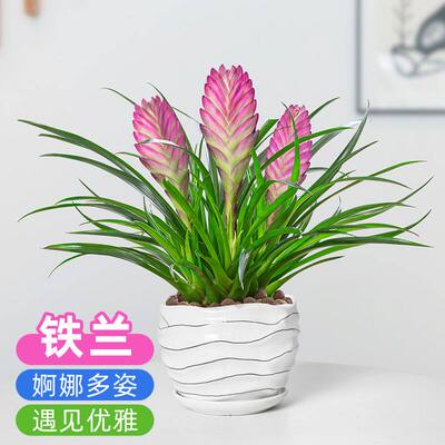铁兰花盆栽紫色花卉带花苞室内办公桌面水培绿植好养四季开花植物