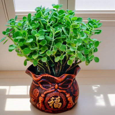 碰香盆栽植物室内花卉迷你