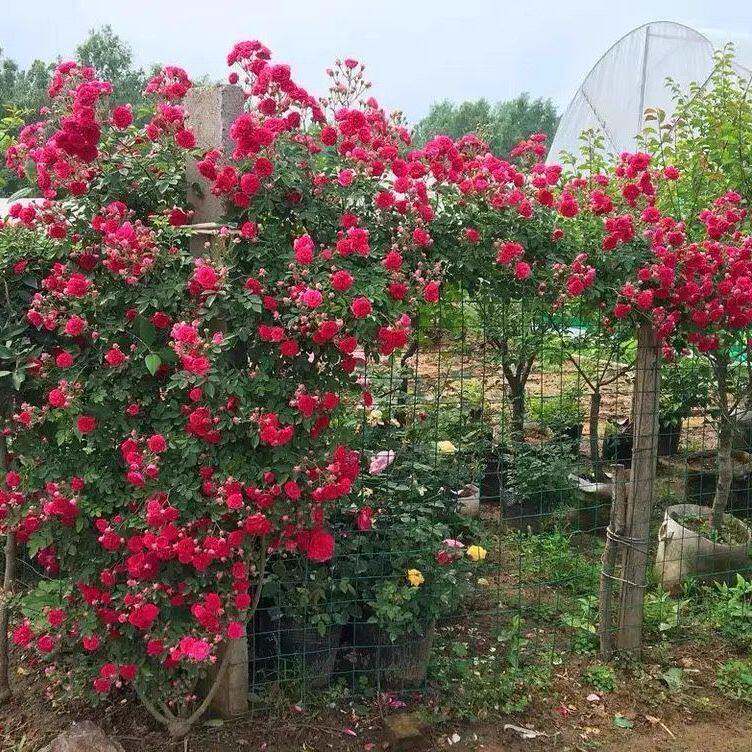 红罗莎莉爬藤多花梅郎珍珠重瓣红色花苗拱门攀援四季浓香庭院爬藤