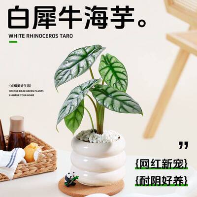 白犀牛海芋盆栽室内桌面忍者海芋观叶吸甲醛净化空气绿植四季常青
