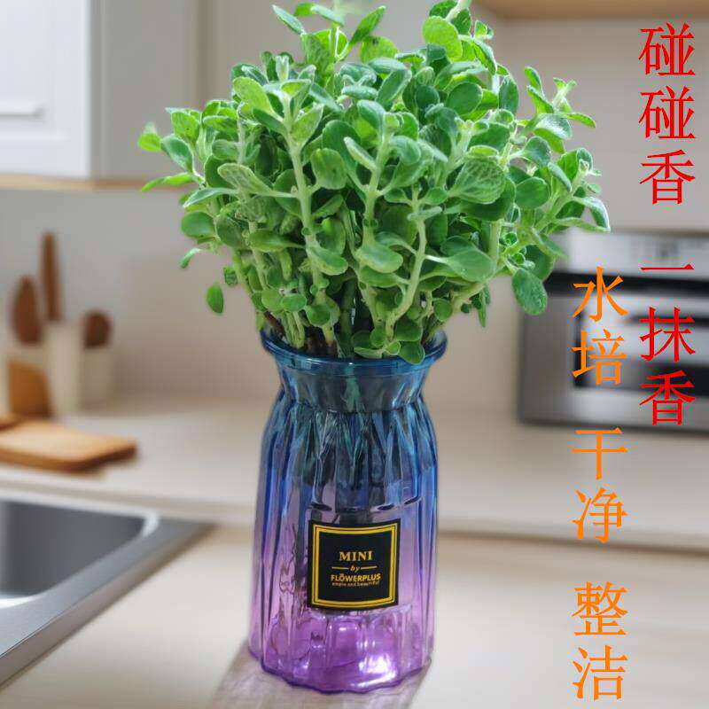 碰碰香纯水培一抹香老桩盆栽香草植物驱蚊驱虫净化空气植物除异味