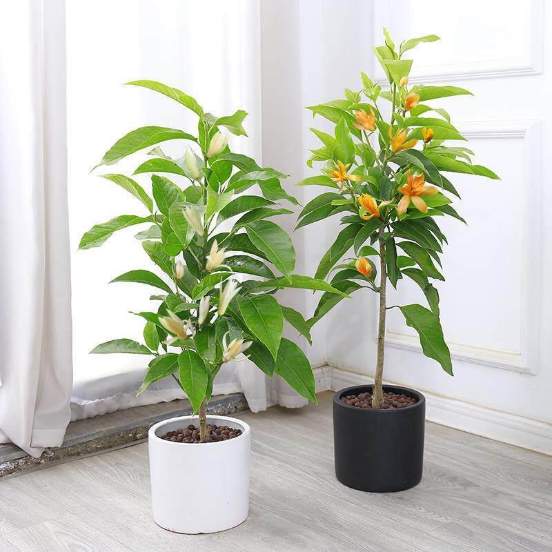 白兰花盆栽黄兰花卉植物黄果兰室内玉兰树苗黄角兰四季开花浓香型