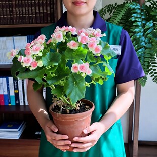 丽格海棠花四季盆栽大花卉开花阳台室内庭院客厅植物好养懒人绿植