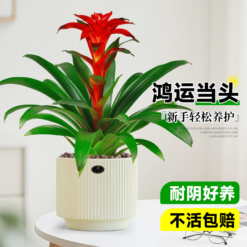 鸿运当头带盆栽好花卉小红星绿花盆景水养植物室内净化空气大凤梨
