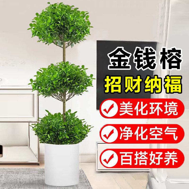 摇钱树盆栽室内庭院大型金钱榕盆景耐热绿植物乔迁送礼招财发财树