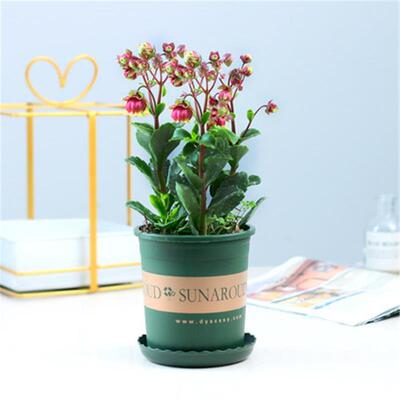 灯笼花重瓣单宫长寿盆栽倒