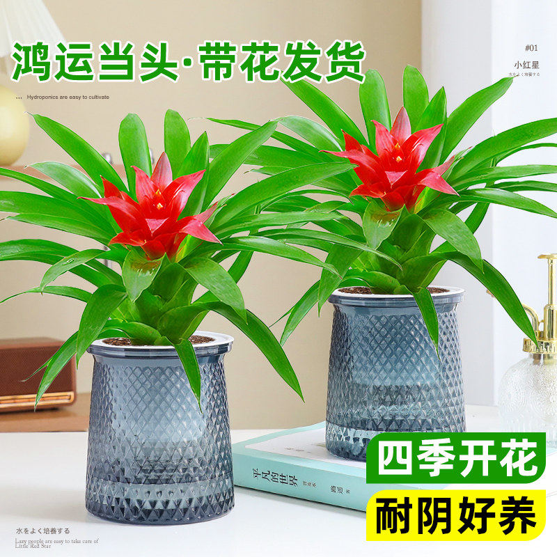 鸿运当头盆栽水培植物室内好养花卉四季常青小红星绿植凤梨花盆景