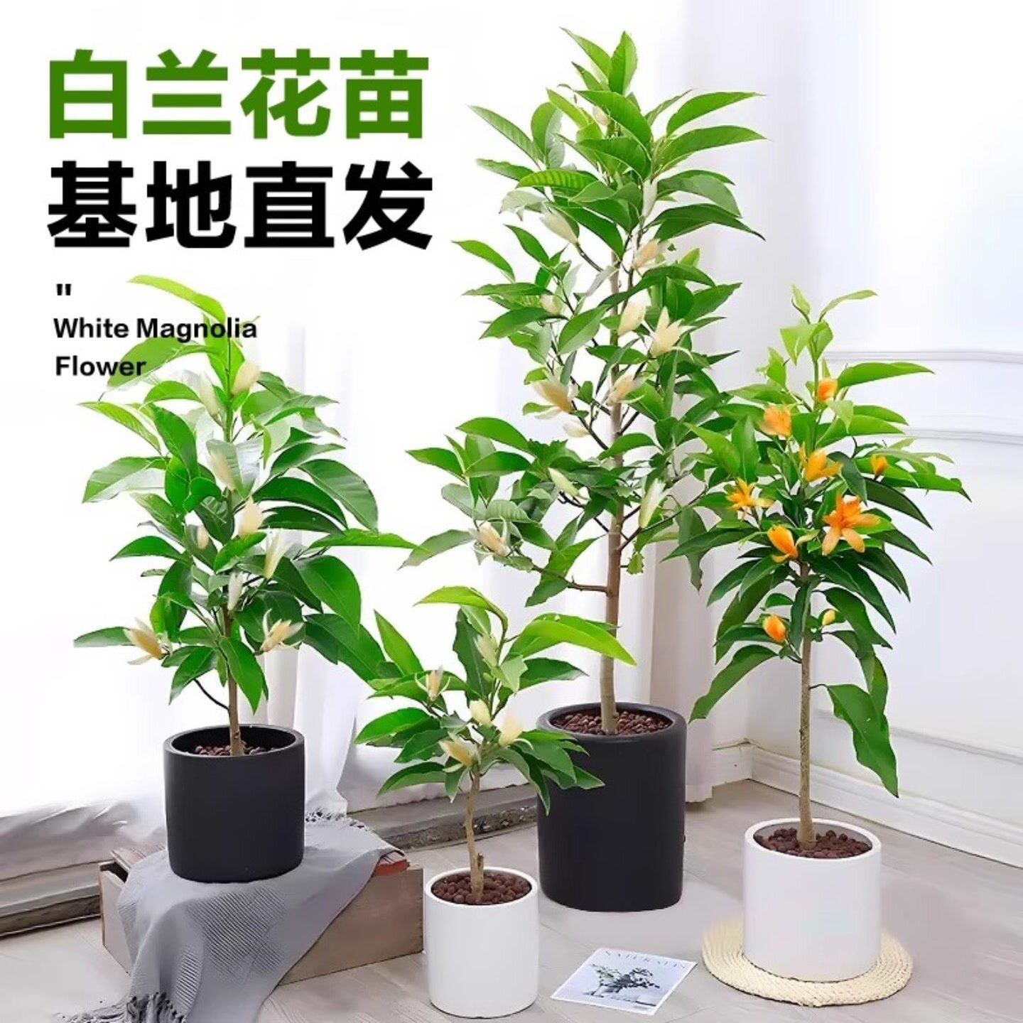 白兰花盆栽黄兰花卉植物黄果兰室内玉兰树黄角兰四季开花浓香型