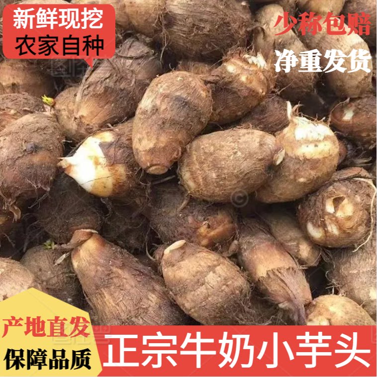 湖南农家自种牛奶小芋头新鲜小芋头现挖小毛芋头净重发货产地直发