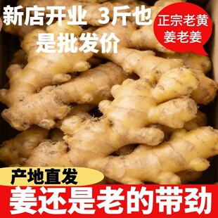 正宗新鲜老姜老黄姜生姜现挖农家母姜块月子姜辛辣整箱批发包邮