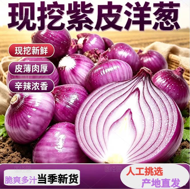 山东现挖紫皮洋葱新鲜洋葱产地直发大红洋葱洋葱头肉厚浓香批发