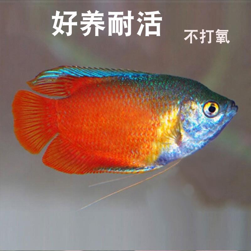 适合懒人养的鱼冷水金鱼活鱼观赏鱼苗淡水好养耐活体不用无需打氧