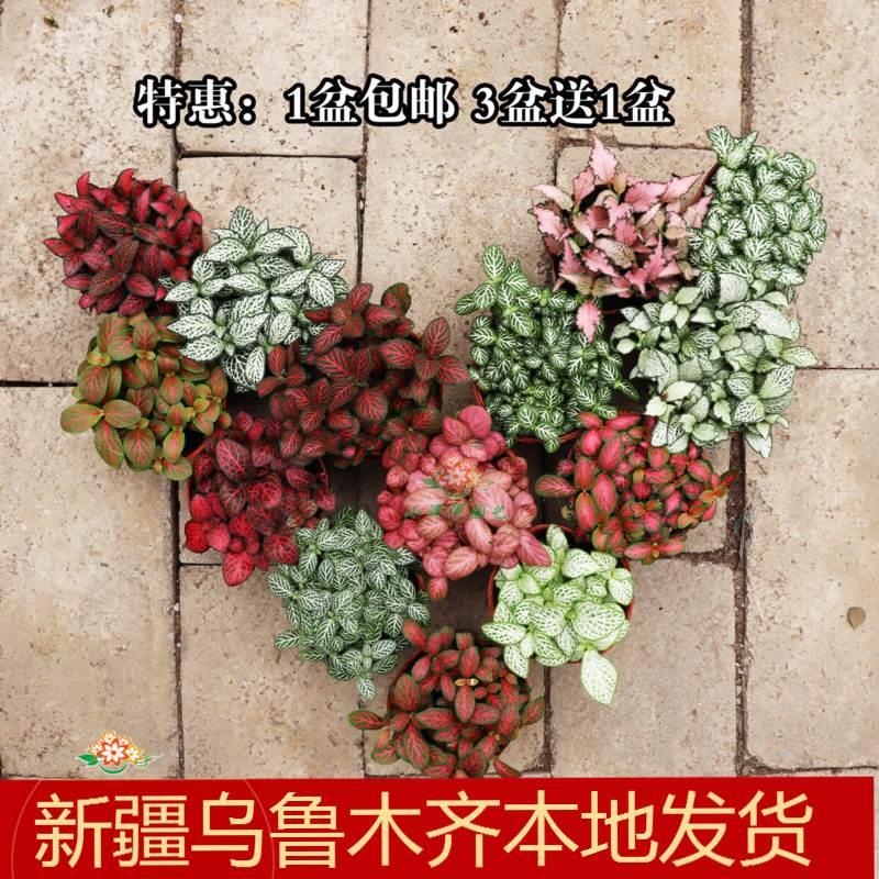 水陆缸植物雨林鱼缸造景微景观绿植物红叶子耐阴好活南美鱼缸植物