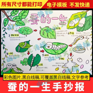 蚕的一生手抄报模版蚕宝宝电子版自然笔记蚕的生长过程观察日记