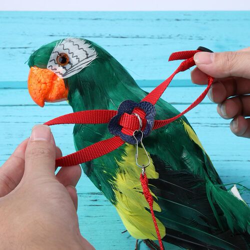 Parrot Bird Auto Traction Rope Puppy Retractable Leash Pet T