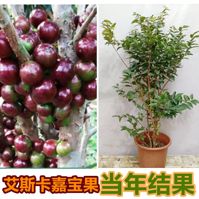 台湾艾斯卡嘉宝果树葡萄南北方