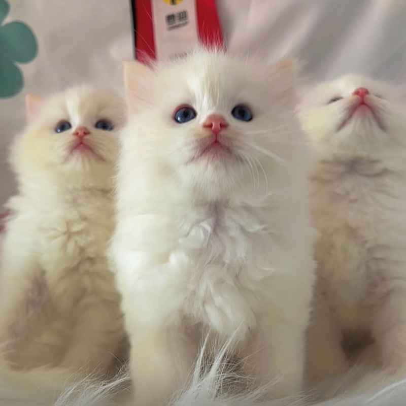 猫舍纯种火焰色布偶猫稀有色猫咪活体幼崽奶油色小猫金色猫仙女猫