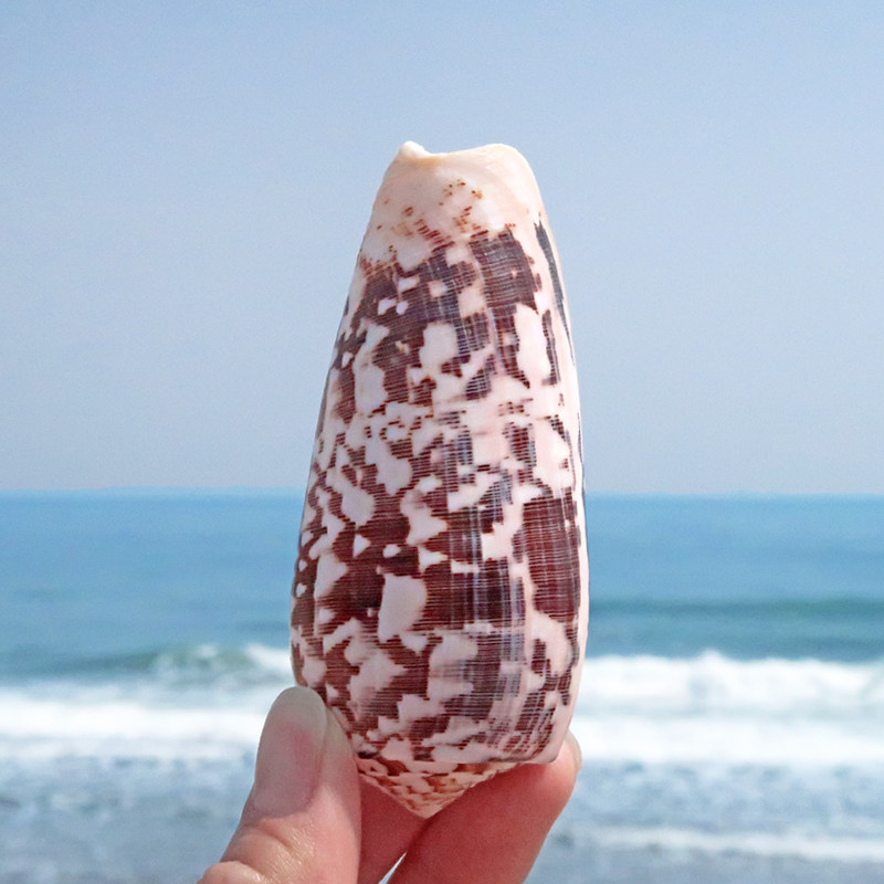 线纹芋螺天然杀手芋螺稀有标本水族馆鱼缸造景橱窗设计装饰工艺品