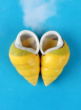 绿布托两栖蜗牛天然海螺黄色左右旋螺寄居蟹替换壳鱼缸水族箱造景