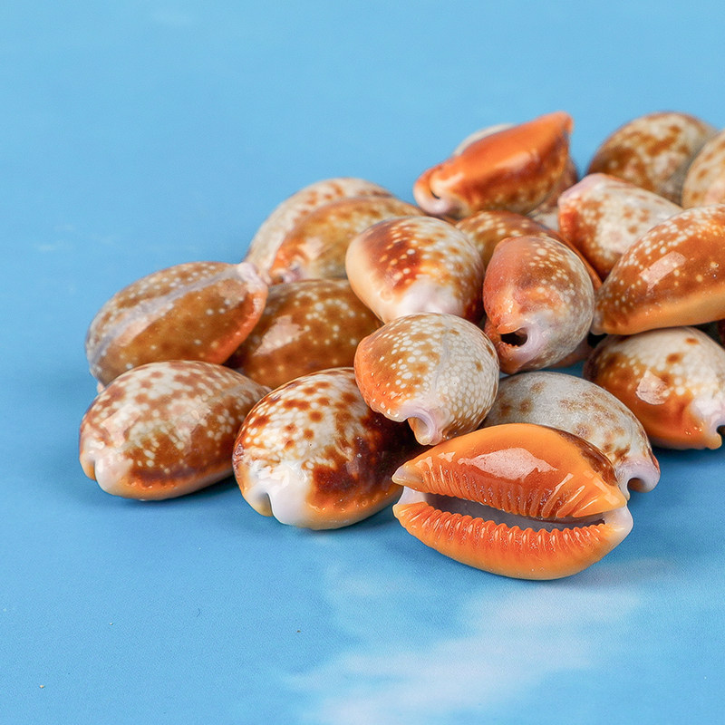 红花宝螺天然贝壳家居装饰收藏摆件标本工艺品儿童手工水族馆造景