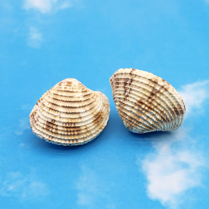 花篮帘蛤天然稀有贝壳标本收藏家居摆件装饰创意生日礼物贴墙地台