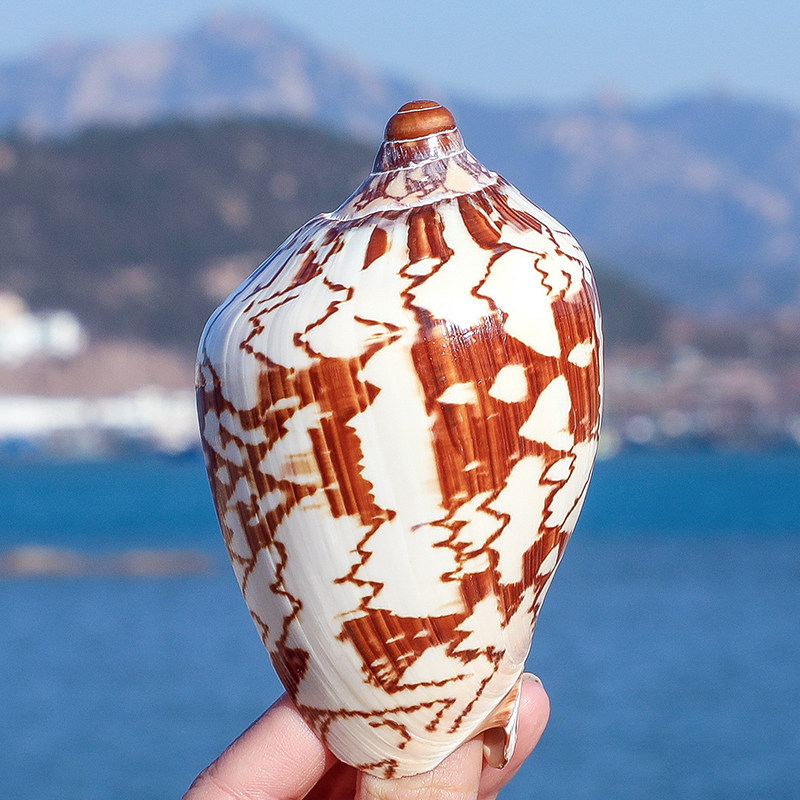 花纹山水螺天然乳头涡螺超大海螺贝壳鱼缸造景装饰家居摆件工艺品