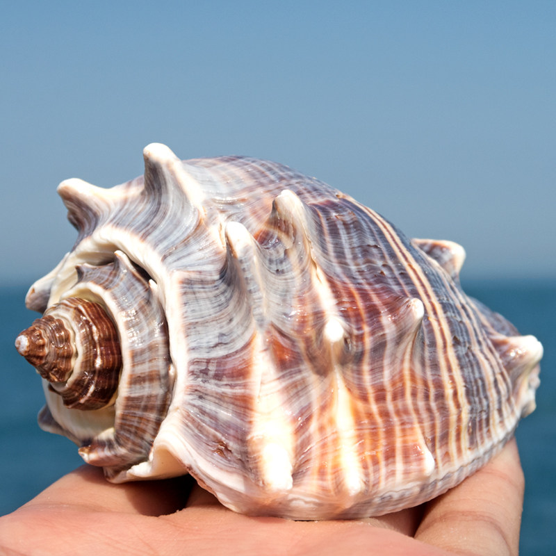 西印度黑香螺天然海螺鱼缸造景家居装饰摆件寄居蟹替换壳标本收藏