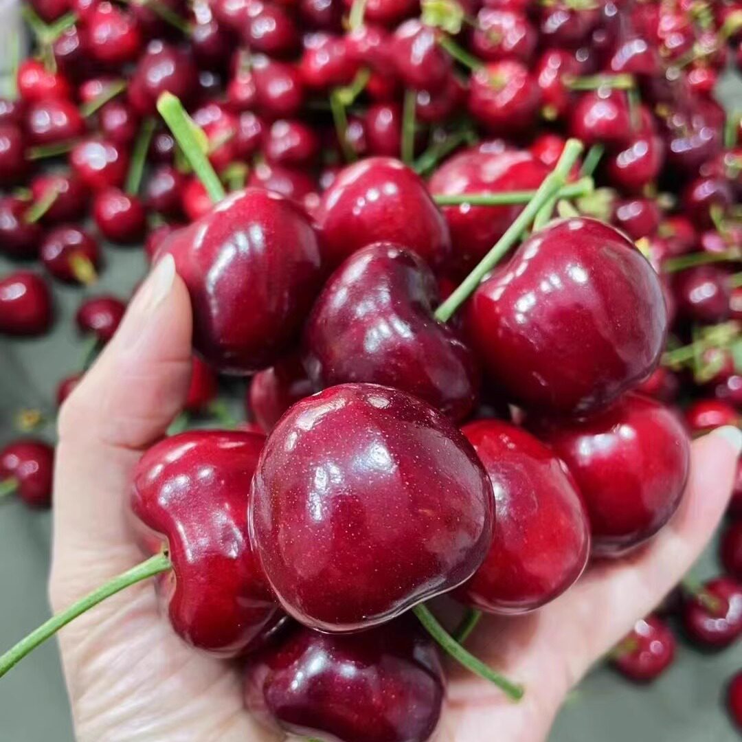 大连樱桃美早大果大棚樱桃车厘子2斤3斤新鲜水果包邮顺丰 真珠家