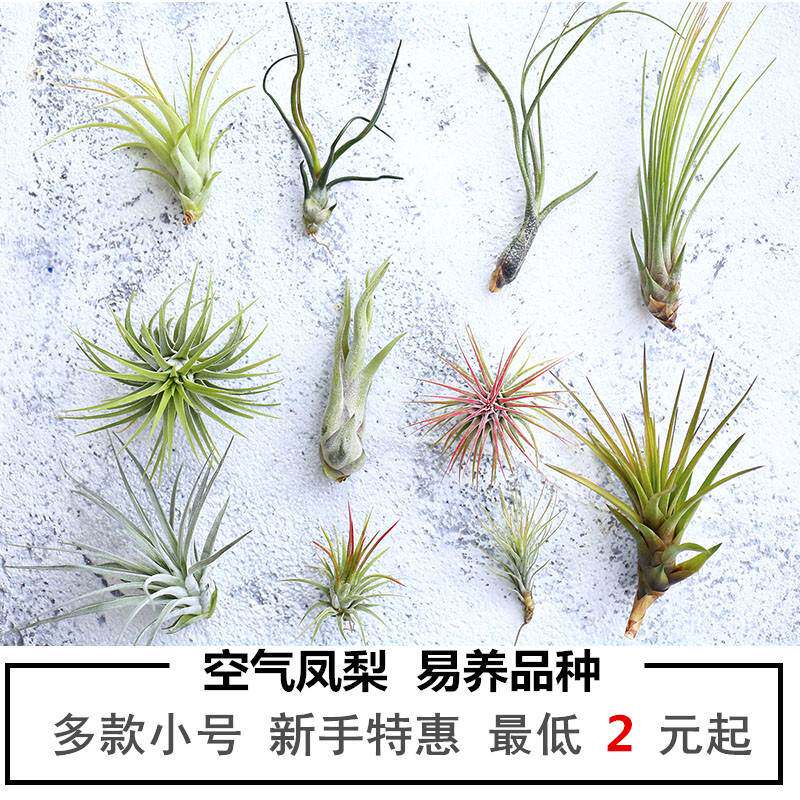 空气凤梨无土植物室内客厅桌面绿空气凤梨/积水凤梨