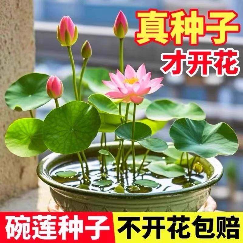 夏季水培碗莲种子包发芽开花