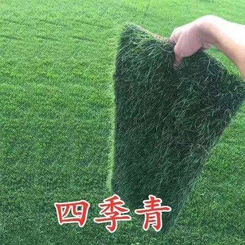 带泥土真草坪马尼拉带土草皮四季青百慕大果岭草别墅庭院工程绿化