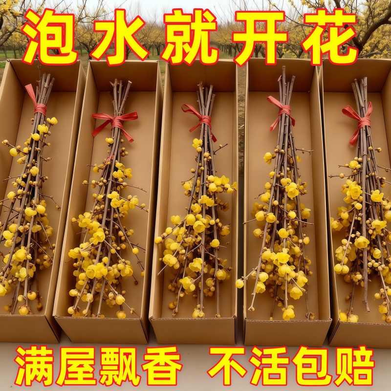 腊梅水培浓香型水培鲜切花花苞年宵遇水开花梅花冬季枝条耐寒室内
