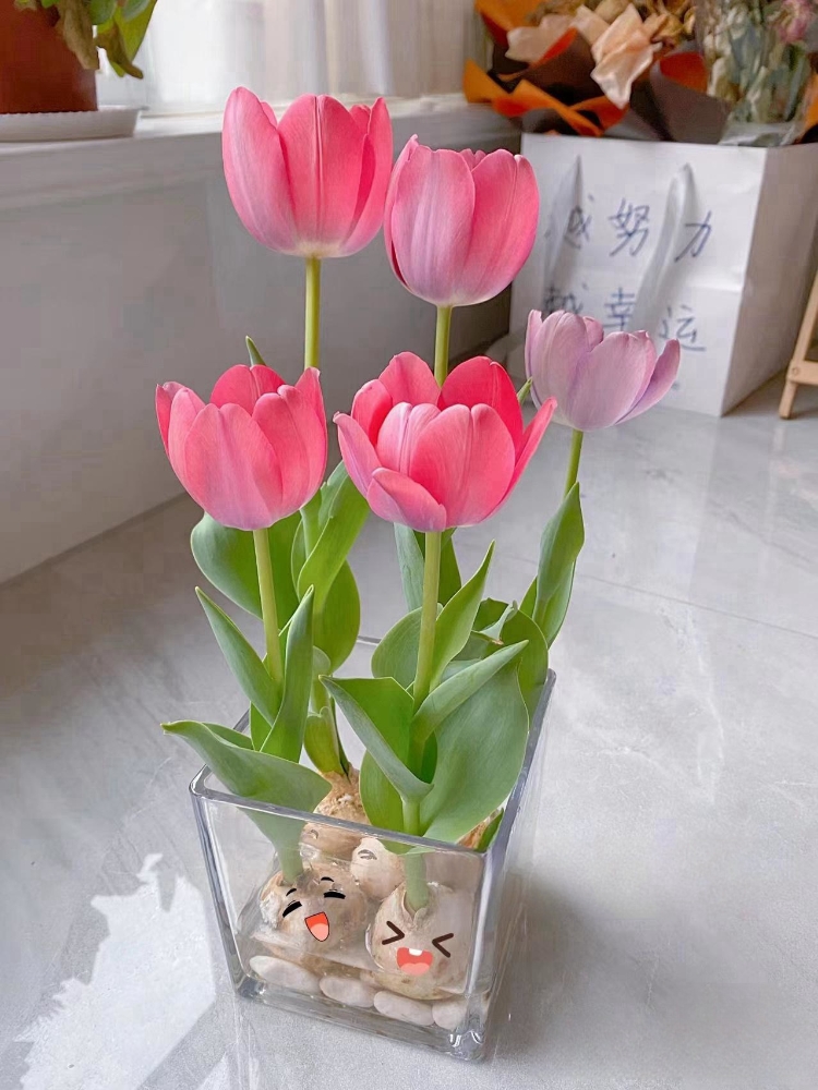 郁金香种球水培花卉植物室内花四季开花种子盆栽花苗土培水养好活