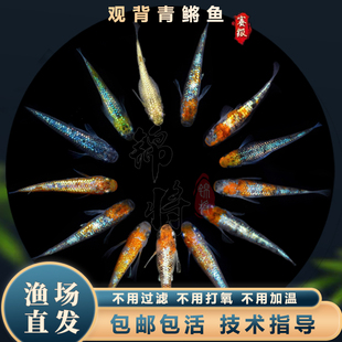 观背青鳉鱼耐活苗好养冷水金锦鲤不打氧小观赏青锵鱼好养活易繁殖