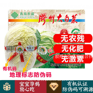 山东胶州有机大白菜【送货到家】有机无农残健康蔬菜