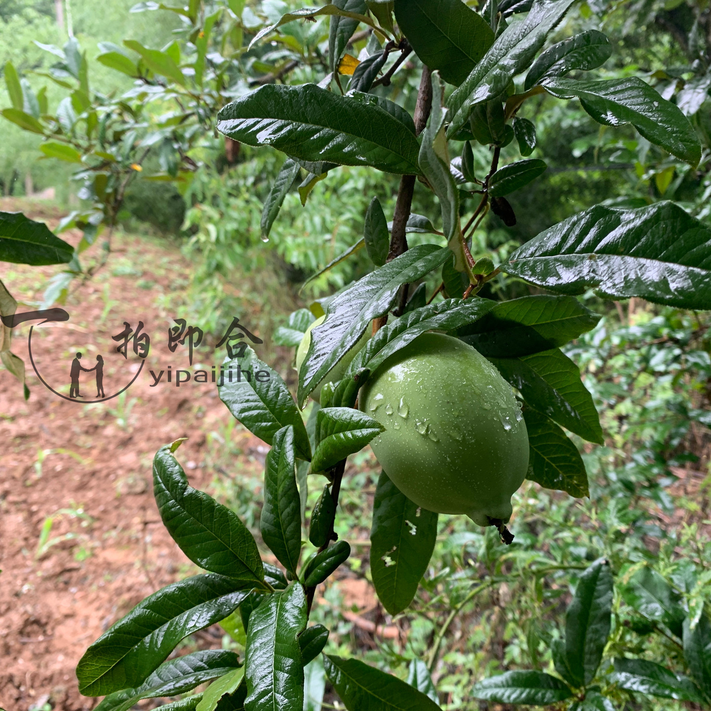 秦岭大山区土特产酸野外天然酸木瓜梨7到10月新鲜有货现摘现发