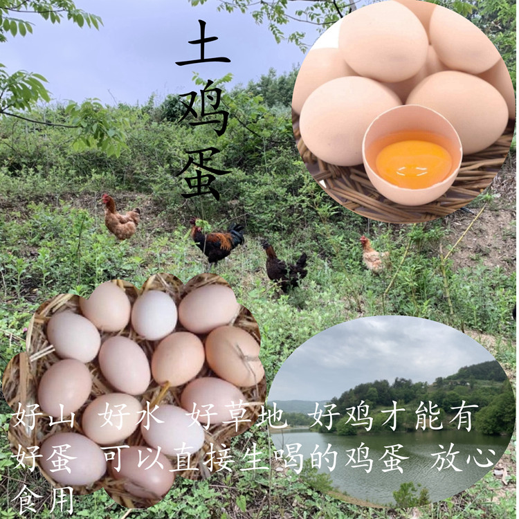 贫困农户自家野外散养土鸡蛋农产品月子蛋柴鸡蛋大秦岭现捡现发