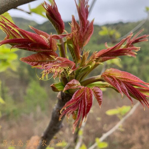 一拍即合基础农产品秦岭大山区香椿芽清明节前后有货chunfengdeyi