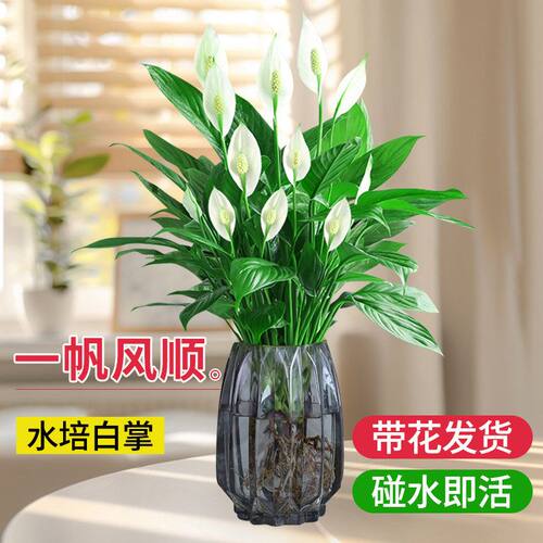 白掌盆栽易活一帆风顺水培植物办公室内花卉绿植红掌水养四季开花