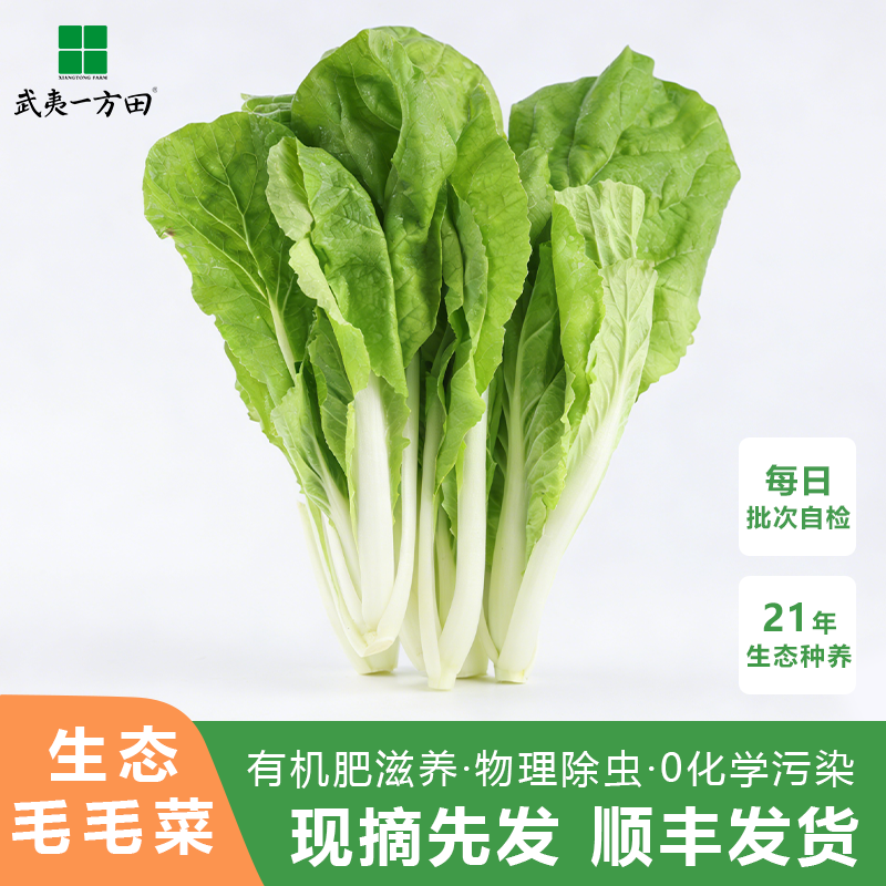 武夷一方田生态自种毛毛菜 农家有机肥种植当季现摘现发时令蔬菜